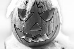 IMG_4813-Copy