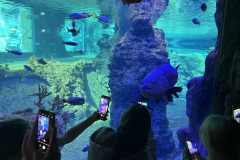 IMG_0135-Copy